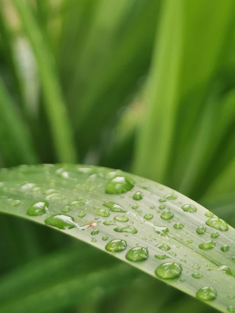 Water droplets on the leaves after rain. Dew Pictures, Morning Dew, Blur