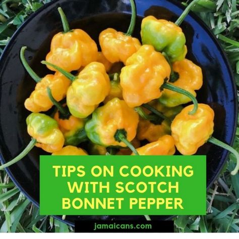 Scotch Bonnet Pepper Recipes, Chilli Recipe Crockpot, Basa Fillet Recipes, Jamaican Soup, Fillet Recipes, Recipes With Chicken And Peppers, Curry Goat, Jamaican Cuisine, Jamaican Dishes