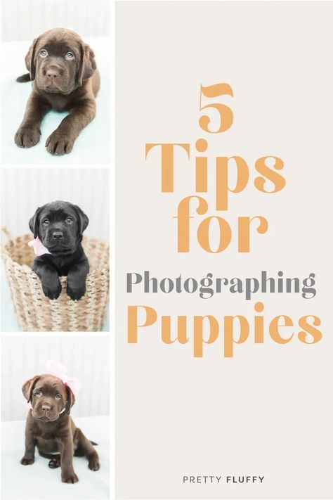 Expert tips on photographing puppies. Pro photographers share how to capture the perfect puppy photos at home - fuss free and budget friendly. Pretty Fluffy - the ultimate lifestyle destination for dog lovers #dogphotography #dogphotos Pet Photography Props, Pet Photography Poses, Puppy Photoshoot, Whelping Puppies, Dog Photography Poses, Puppy Training Guide, Puppy Announcement, Excited Puppy, Pet Photography Tips