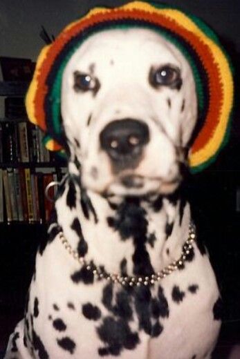 Rasta Tattoo, Reggae Aesthetic, Bradley Nowell, Lou Dog, Dog With Hat, Ska Punk, Legendary Pictures, Cover Art Design, Hippie Art