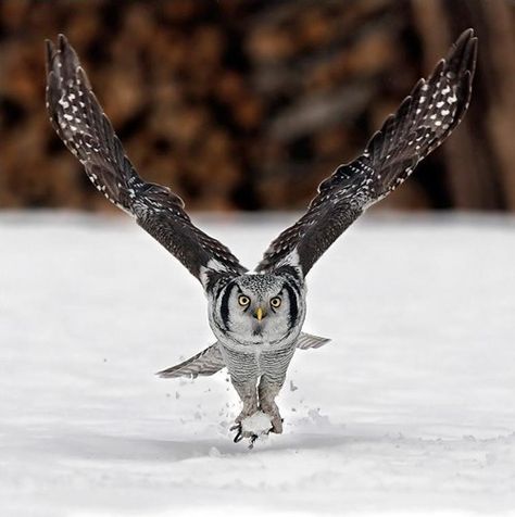 YUKI-GASSEN 雪合戦. (n) a snowball fight. - [ Learn Japanese Words with Pinterest by webjapanese.com ] Photo Ours, Amazing Animal Pictures, Snow Owl, Beautiful Owl, Owl Bird, Bird Pictures, Bird Photo, Alam Yang Indah, Bird Photography