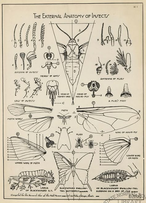 Entomology Illustration, Insect Anatomy, Science Diagrams, Beetle Tattoo, Scientific Drawing, Field Journal, Graphic Design Infographic, Science Illustration, Tasteful Tattoos