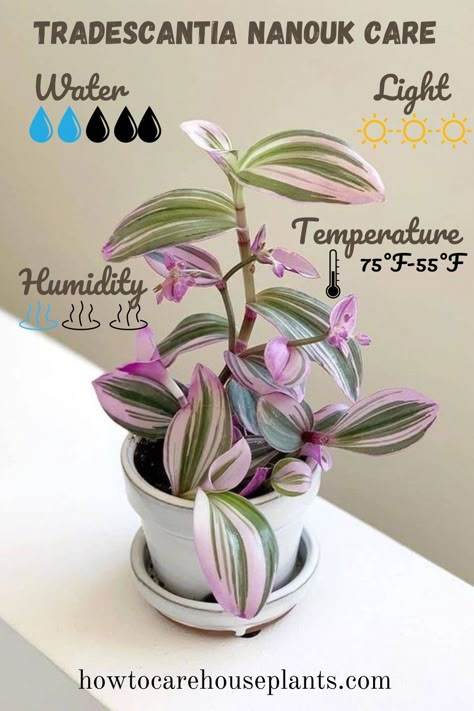 Wandering Jew Plant, Plant Goals, Plant Care Houseplant, Succulent Garden Diy, Garden Sculptures, Inside Plants, Growing Plants Indoors, Pink Plant, House Plants Decor