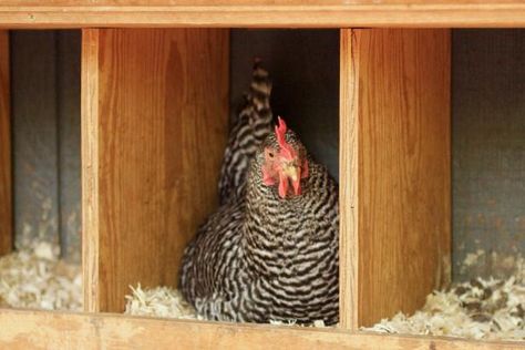 Learn how to create a safe, reliable environment for backyard chickens to lay eggs with inexpensive, DIY ideas from HGTV Gardens. Egg Laying Boxes, Nesting Box For Chickens, Laying Boxes, Chicken Laying Boxes, Coop Accessories, Chicken Houses, Backyard Coop, Making Chicken, Chicken Care