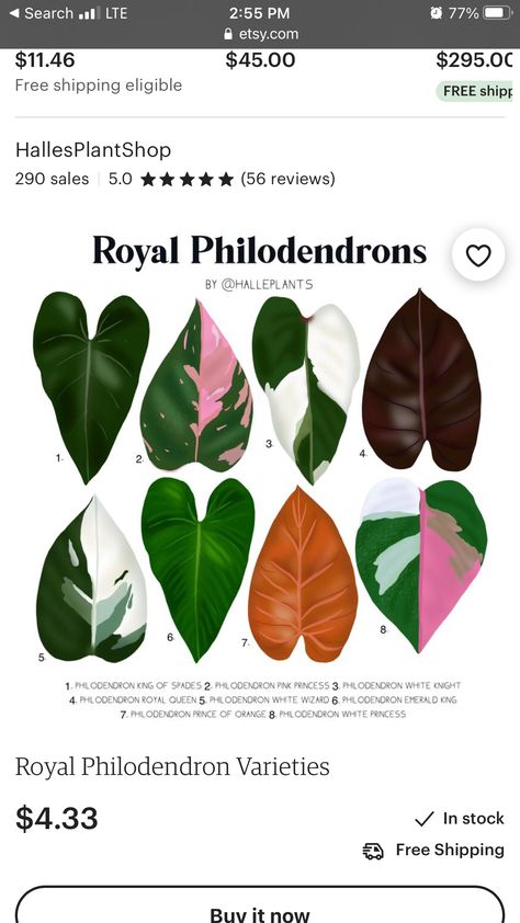 Plant Leaf Identification, Philodendron Plant, Plant Care Houseplant, Paper Plants, Inside Plants, Indoor Plant Care, Growing Plants Indoors, Variegated Plants, Plant Identification