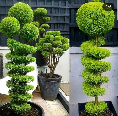 Nature Hobbies, Craft Tree, Topiary Plants, Topiary Garden, Japanese Garden Design, Topiaries, Tree Photography, Garden Yard Ideas, Backyard Garden Design