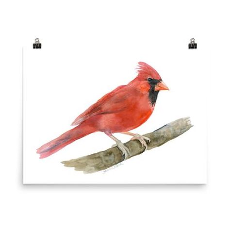 Red Cardinal Watercolor Bluebird Watercolor, Cardinal Watercolor, Cardinal Painting, Birds Watercolor, Professional Watercolor, Watercolor Birds, Watercolor Red, Bird Painting, Bird Wallpaper