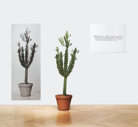 Artwork by Joseph Kosuth, ONE AND THREE PLANTS, Made of plant and black and Art Movement Timeline, Joseph Kosuth, Appropriation Art, Internet Art, New Media Art, Feminist Art, Land Art, Photo Design, Black And White Photographs