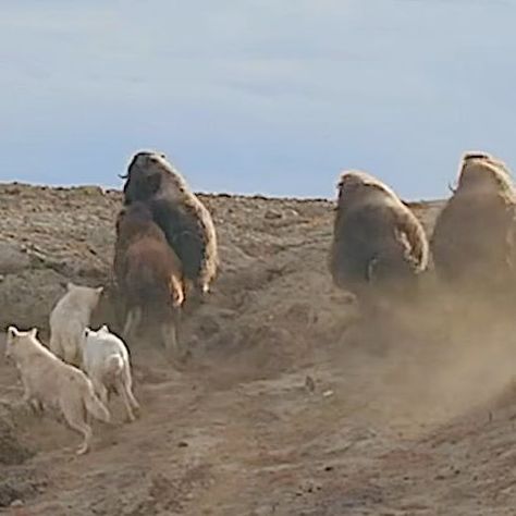 World Animals on Instagram: "Wolves attack bison 🦬 what happened next follow to watching @animal.attack1 Follow ......,............... comment ❤️........... Share ☝️ 🙏......................like 🥰................. @animalsbyworld1_ .......................for more 📩❤️🥰😍😍🥰😍🤩💥....................... . . . . Credit Always Goes to the respective owner ———————————————— #instaanimal #conservation #wildliferehab #wildlifephotography #global4nature #wildlife_inspired #animalsofinstagram #wildlifeconservation #wildlifeartist #wildlifeofaustralia #animals #africa #animalpolis #wildlifeowners #wildlife_perfection #animalsaddict #wildlifeonearth #igswildlife #wildlife #wildlifetrust #wildlifephotos #wildlifeprotection #ig_africa #majestic_wildlife_ #wildliferefuge #wildlife_supreme #naturepho Wild Animals Attack, Animals Africa, World Animals, Wildlife Protection, Animal Attack, Wildlife Artists, Wildlife Photos, Wildlife Conservation, Amazing Animals