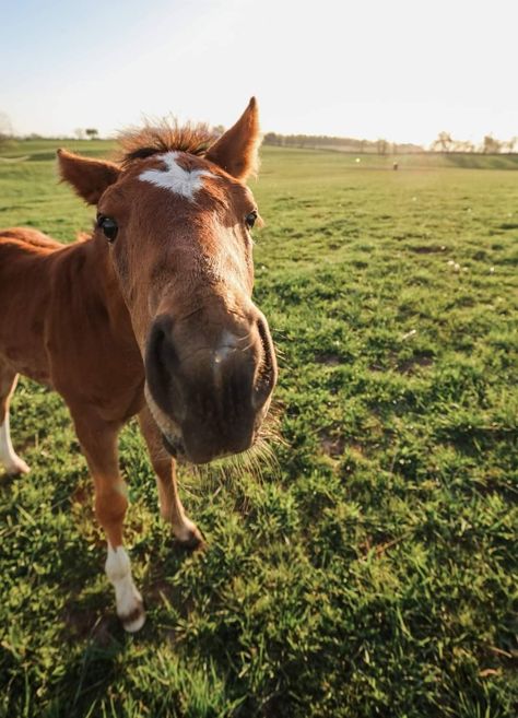 Spy Coast Farm, Lexington, Kentucky Kentucky Summer, Kentucky Aesthetic, Kentucky Pictures, Kentucky Countryside, Lexington Kentucky Aesthetic, Kentucky Landscape Photography, Kentucky Horse Farms, Lexington Kentucky Horse Farms, Rural Kentucky