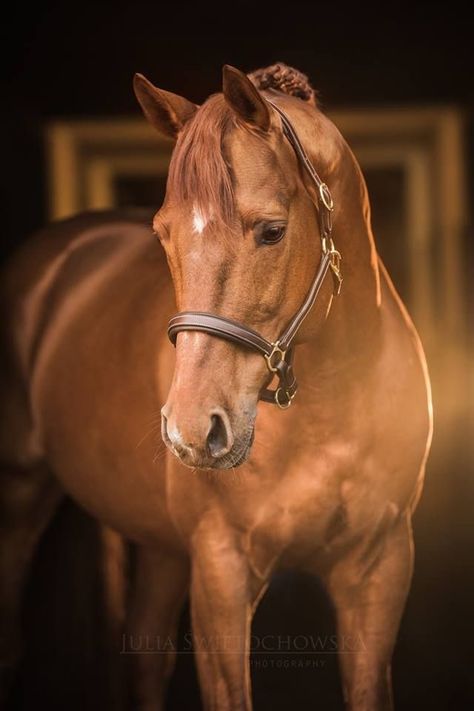 Horses Photoshoot, Horse Markings, Stable Ideas, Horse Coat Colors, Beautiful Arabian Horses, Love Horses, Dream Live, Horse Dressage, Horse Wallpaper