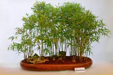 How To Grow Bamboo, Bamboo Bonsai, Bamboo House Plant, Indoor Bamboo, Plant In Glass, Small Japanese Garden, Indoor Flowering Plants, Bonsai Styles, Indoor Trees