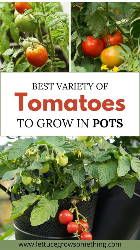 how to grow tomatoes in pots Grow Tomatoes In A Pot, Best Tomatoes To Grow, Tomatoes In A Pot, Patio Tomatoes, Growing Tomato Plants, Varieties Of Tomatoes, Growing Tomatoes In Containers, Tomato Seedlings, Grow Tomatoes