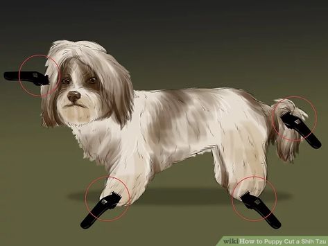 How to Puppy Cut a Shih Tzu: 11 Steps (with Pictures) - wikiHow Dog Grooming Shih Tzu, Shih Tzu Puppy Cut, Chi Dog, Shih Tzu Poodle, Shih Tzu Grooming, Dog Grooming Clippers, Shitzu Puppies, Dog Clippers, Dog Grooming Tips