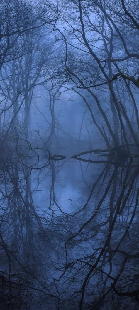 Swamp Pictures, Swamp Wallpaper, Misty Swamp, Swamp Background, Misty Wallpaper, Swamp Aesthetic, Mist Aesthetic, Spooky Swamp, Swamp Water