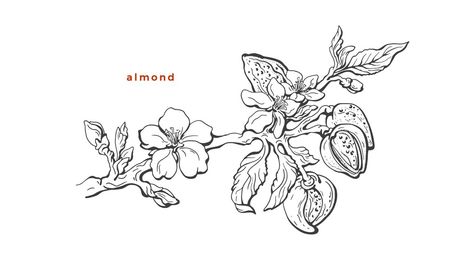 Almond Tattoo Nut, Almond Branch Tattoo, Almond Tree Tattoo, Almond Tattoo, Almond Branch, Tree Tattoo Black, Jewish Feasts, Branch Drawing, Tree Buds