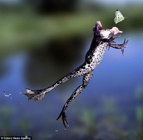 No flies on him! Astonishing shot of frog leaping for his lunch captured by wildlife master photographer Frosch Illustration, Funny Frogs, Leap Frog, Reptiles And Amphibians, Cute Frogs, Animal Planet, Animal Photo, A Butterfly, Nature Animals