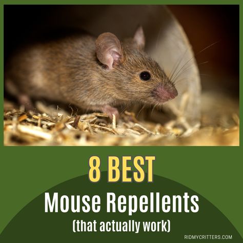 mouse repellents pin Mouse Repellant Diy, Keep Mice Out Of House, Natural Mouse Repellent For Home, Diy Mouse Repellent, Homemade Rodent Repellent, Mouse Repellent Diy, Mouse Repellent Diy Peppermint, Essential Oil Mouse Repellent, Natural Mouse Deterrent