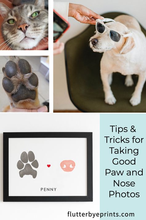 It's easy to get a clear photo when you try these suggestions! Getting a good photo is the first step to creating a beautiful and detailed pet paw or nose print. The traditional method of using ink, paint or clay imprint can be stressful and messy. A lot of pets really don't like having their paws or noses touched and handled. Luckily, getting a photo should be a much easier task so you can get a paw or nose print keepsake without the hassle. Dog Nose Print Diy, Dog Paw Print Art, Dog Nose Print, Bunny Paws, Paw Print Art, Custom Dog Gifts, Dog Lovers Art, Pet Paw Print, Personalized Pet Gifts