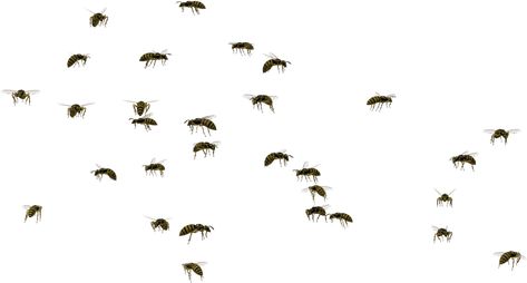 Insect Swarm, Swarm Of Bees, Bee Swarm, Site Plan, Png Download, Transparent Png, Png Image, Png Images, Royalty