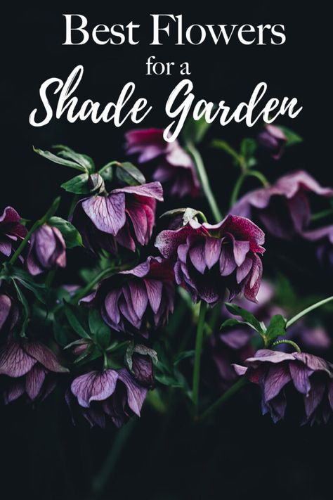 Night Garden Ideas, Plants For Deep Shade, Black Flower Garden Ideas, Deep Shade Garden, Deep Shade Garden Ideas, Gothic Garden Ideas Backyards, Deep Shade Plants, Dark Front Porch, Border Landscape Design