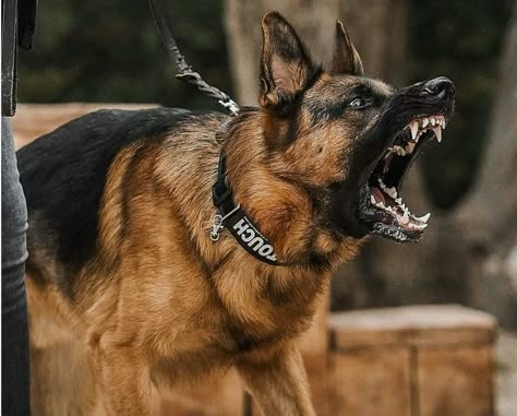 aesthetic angry German shepherd dog Red German Shepherd, Dog Status, Angry Dog, K9 Dogs, Don't Talk To Me, Malinois Dog, Scary Dogs, Dangerous Dogs, Dog Biting