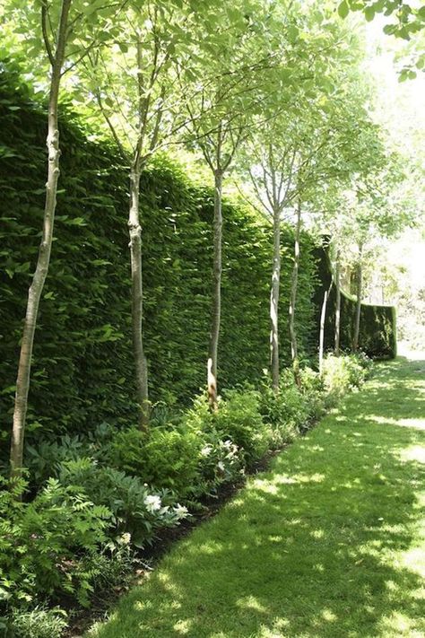 The backyard is decorated beautifully with a collection of green trees and plants. The natural atmosphere in this picture is an excellent example of a relaxing ambiance. Landscaping Farm, Landscaping Along Fence, Backyard Trees, Privacy Landscaping, Backyard Privacy, Garden Screening, Meteor Garden 2018, Backyard Pergola, Garden Shrubs