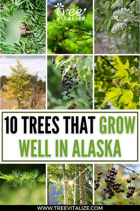 10 Trees That Grow Well in Alaska Alaska Homestead, Homestead Gardens, Beautiful Trees, Hardy Plants, Healthy Beauty, Hobby Farms, Best Places To Live, Garden Trees, Off Grid Living