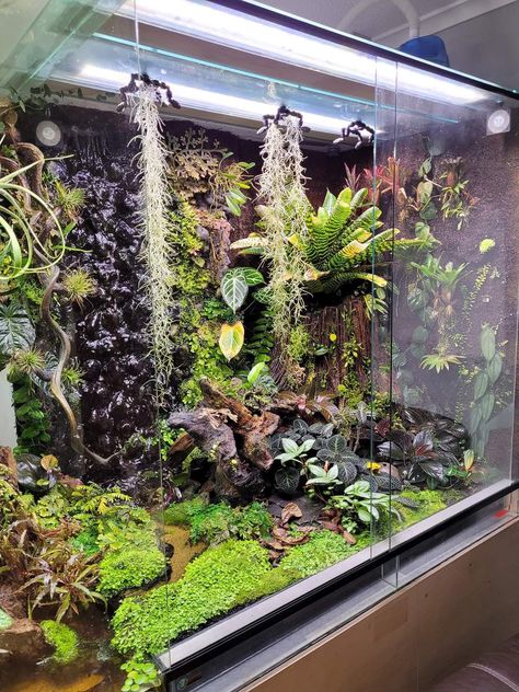 Orchidarium Ideas, Reptile Paludarium, Vertical Paludarium, Turtle Paludarium, Bioactive Terrarium, Carnivorous Plant Paludarium, Paludarium Ideas, Paludarium Dart Frog, Vivarium Ideas