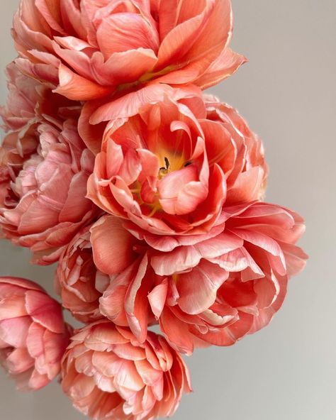 Blush Ideas, Cut Flower Garden, Peony Flowers, Spring Bouquet, Spring Bulbs, Insta Inspo, Peony Flower, Wordpress Blog, Spring Flowers