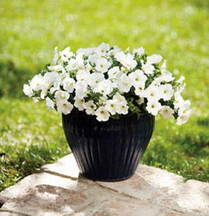 Top 10 Wonderful White Annuals | Proven Winners White Annual Flowers, Flowers In Containers, White Flowers Garden, Side Yard Landscaping, Plants For Hanging Baskets, Flower Pots Outdoor, White Plants, Proven Winners, Moon Garden