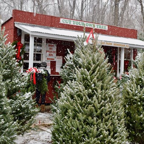 A Special Place Where Christmas Grows All Year Long COME FIND YOUR TREE TringVoucher SortPowered by Embed YouTube Video Welcome To Our Farm! Bring your Christmas Spirit to Hidden Pond Tree Farm in scenic Mendham, New Jersey to find your perfect Christmas Tree!  We’ve got acres of beautiful Christmas Trees! We’re open 7 days a … Home Read More » Christmas Tree Farms, Farm Aesthetic, Christmas Tree Lots, Southern Christmas, Christmas Farm, Peinados Recogidos, Black Christmas Trees, Cool Christmas Trees, New Farm