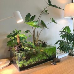 Aquarium With Plants, Aquarium Inspiration, Water Terrarium, Aquarium Garden, Fish Tank Terrarium, Aquascape Design, Underwater Plants, Aquaponics Fish, Aquaponics Diy