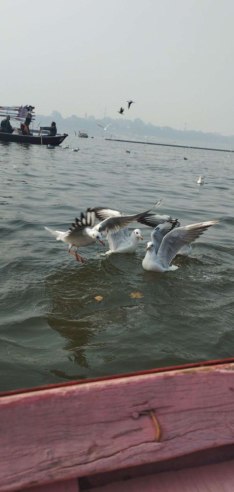 This is so beautiful😍 Sangam Prayagraj, So Beautiful, Birds, Travel, Quick Saves, Nature