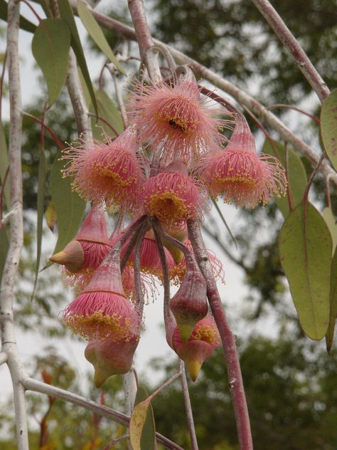 Flowering Eucalyptus, Eucalyptus Caesia, Australian Trees, Australian Native Garden, Kings Park, Australian Native Flowers, Australian Plants, Painting Subjects, Eucalyptus Leaves