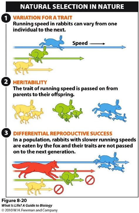 Rabbit Infographic, Biology Evolution, Biology Ideas, Ap Bio, Biology Resources, School Biology, Biology Classroom, 7th Grade Science, Secondary Science