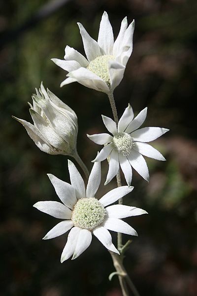 Australia Native - Flannel flower. Australian Native Garden, Australian Wildflowers, Flannel Flower, Australian Flowers, Australian Native Flowers, Australian Plants, Australian Garden, Australian Native Plants, Australian Flora