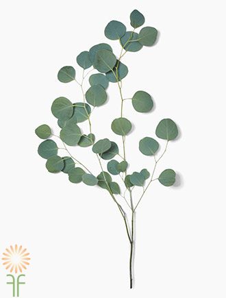 eucalyptus - Google Search Woods Birthday Party, Magnolia Wedding Flowers, Pretty Wedding Centerpieces, Dollar Eucalyptus, Floral Wedding Decorations, Silver Dollar Eucalyptus, Silk Flowers Wedding, Diy Wedding Flowers, Silk Flower Arrangements