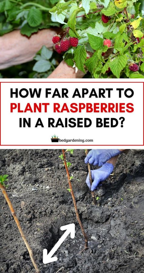 RASPBERRY SPACING IN RAISED BED. For easy planting, you can buy raspberries as bare-root plants or occasionally pots. The roots should be attached to the cane about an inch below the surface of the soil. Raised Raspberry Bed, Raspberries In Raised Beds, Raspberry Raised Bed, Raspberry Garden Bed, Transplanting Raspberry Plants, Planting Raspberry Canes, Raspberry Companion Plants, Preserving Raspberries, Raspberry Planting