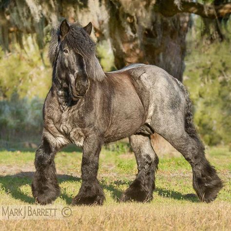 - 8632-4a1 Horse Blue Roan, Brabant Horse, Belgian Horse, Draft Horse, Big Horses, Blue Roan, Work Horses, Majestic Horse, Horse Crazy