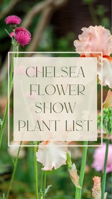 Polly Wilkinson Garden Design on Instagram: "You asked for the plant list from our Chelsea garden from @mothers_for_mothers - here it is! Which will you be planting? 🍃 I’ve shown the most popular plants in the Reel - and the full list can be screengrabbed at the end, listed below too! PERENNIALS Alchemilla mollis Anchusa azurea 'Loddon Royalist' Angelica archangelica Angelica sylvestris Vicar's Mead' Anthriscussylvestris"Ravenswing' Aquilegia vulgaris var. stellata 'Blue Barlow' Aquilegia vulg Pollyanna Wilkinson, Angelica Archangelica, Brunnera Macrophylla, Geranium Phaeum, Iris Sibirica, Aquilegia Vulgaris, Popular Plants, Alchemilla Mollis, Taxus Baccata