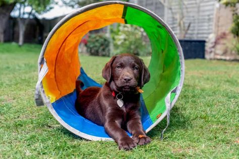 How to DIY a dog playground in your backyard | Apartment Therapy Dog Backyard Playground, Backyard Apartment, Playground Backyard Diy, Puppy Playground, Dog Friendly Backyard, Dog Backyard, Small Dog Tattoos, Outdoor Dog Toys, Dog Print Tattoo