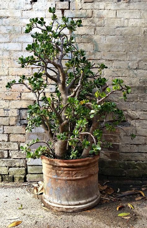 Crassula in a large terra cotta pot Jade Plant Bonsai, Pothos Vine, Jade Bonsai, Jade Tree, Money Wallpaper, Bush Plant, Jade Plant, Succulent Soil, Crassula Ovata