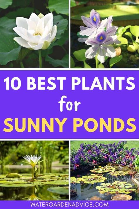 10 Full Sun Pond Plants - Water Garden Advice Pond Indoor, Indoor Pond Ideas, Sunny Backyard, Above Ground Pond, Yard Pond, Pond Diy, Floating Pond Plants, Plants For Ponds, Raised Pond