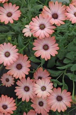 Osteospermum 'Astra Peach Ice'' Astra Flower, Liberty Garden, Flower Types, Grandmas Garden, Garden Trees, A To Z, Types Of Flowers, Flower Field, Flower Child