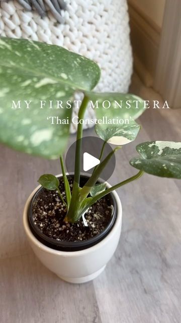 Amanda on Instagram: "My first Monstera, and my first wishlist plant 🥹 🪴 I’m looking so forward to watching this babe grow!! She had one split in her leaf when I got her in January, and she recently unfurled a new leaf. Her variegation is delish 🤌🍃

For anyone who has experience with Monstera Deliciosa Thai Constellations — Do they grow as rapidly as the regular Monstera Deliciosa?

.
.
.
.
.

#thaicon #monsterathaiconstellation #monsterathai #monsteradeliciosa #monsteradeliciosathaiconstellation #monsteramonday" Thai Constellation Monstera, Monstera Thai Constellation, Thai Constellation, Monstera Deliciosa, New Leaf, Constellations, Split, Plants, Quick Saves