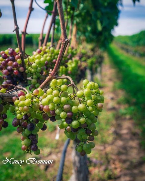 Took this shot last year when I was carefree and worry free (for the most part). Trying to make it back to that point #nature_perfection #unsquares  #longislandny #liprimeshot #discoverlongisland  #iloveny #newyorkexplored #longisland  #exploreliny  #islandstrong  #longislandproshots #longislandfeatures  #newyork_bestshots  #locallongisland #newyorkstate  #amazing_shots  #goandcapturethelight  @news12li #made_in_ny  #just_newyork #nature_brilliance #heyihadtosnapthat #scenicny #landscape_capture Photo Note Cards, Red Maple Tree, Jones Beach, Beach Grass, Crocus Flower, Daffodil Flower, City Wall Art, Floral Photo, Long Island Ny