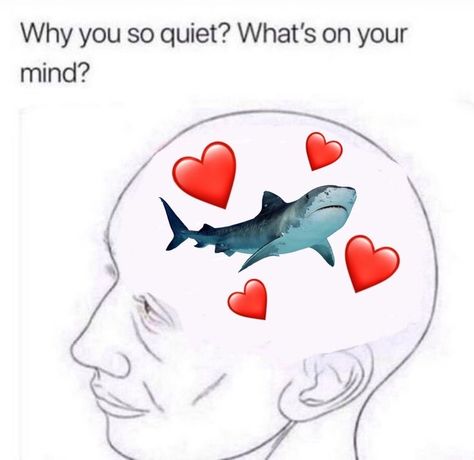 Silly Shark Pfp, Shark Meme, Silly Sharks, Palolem Beach, Relatable Pictures, Save The Sharks, South Goa, Shark Stuff, Shark Facts