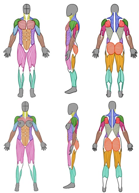 How To Draw Muscles Women, How To Shade Muscles Digital, Front Muscles Anatomy, Muscle Anatomy Reference, Anatomy Reference Male, Back Muscles Sketch, Oblique Muscles Anatomy, Muscle Structure Anatomy, Simplified Muscle Anatomy