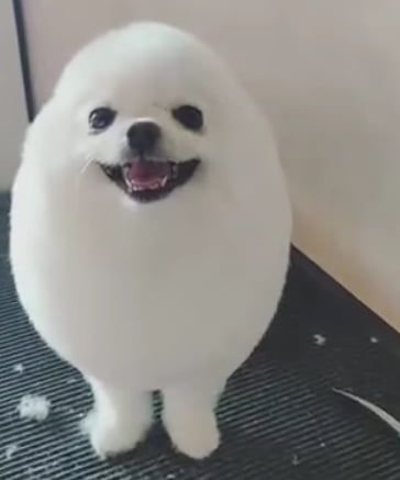 Smooth symmetrical boye - 9GAG Egg Dog, Funny Animal Clips, Puppies Tips, Japanese Dogs, Animated Animals, Silly Dogs, Cute Animal Photos, Wildlife Animals, Weird Animals